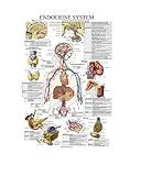 Laminated Endocrine System Anatomical Chart - Endocrine Anatomy Poster (18 x 27)