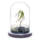 NCYP Glass Cloche Dome with Air Hole and Base, 5.9 x 5.9 x 8.2 Inches, Clear Terrarium Planter for Carnivorous Plants, Small Cactus, Succulents, Venus Flytrap, Tabletop Decoration (No Plants)
