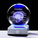 Ornalrist 3D Human Brain 3.15 in. Crystal Ball Doctor Psychology Graduation Gifts for Him Her, Etched Anatomy Model Neurology with LED Light Base for Pharmacist Paramedic