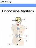 Endocrine System (Human Body Book 5)