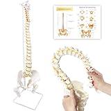 Koretech Spine Model Life Size 34.6" Height, Spine Flexible with Vertebrae, Nerves, Arteries, Lumbar Column and Male Pelvis, Anatomy Model for Science Education (Life Size)