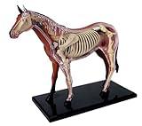 SORECI 4D Horse Anatomy Model - Animal Skeleton Specimen, Detachable Biology, 26 Parts for Pet Clinic Veterinary TrainingSchool Teaching Demonstration