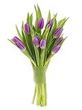 Bouquet of Fresh Purple Tulips Without Vase - Holidays Collection - KaBloom Prime Next Day - Gift for Birthday, Anniversary, Get Well, Thank You, Valentine, Mother’s Day Fresh Flowers