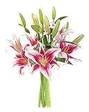 KaBloom PRIME NEXT DAY DELIVERY - Mother’s Day Collection - Sailor's Sunset Bouquet of 5 Fresh Pink Lilies|Gift for Birthday, Anniversary, Get Well, Easter, Valentine, Mother’s Day Fresh Flowers