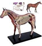 UIGJIOGAO Biological Horse Organ Anatomy Teaching Model Animal Model Horse Anatomy Model 4D Visual Detachable Organs and Partial Education