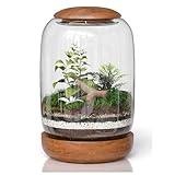 NoctisCorvus: Exclusive Glass Terrarium, Beautifully Enhanced by a Natural Wood lid and Base. Excellent for Plants and Decoration. for Home and Office. Size: 6.3 Diameter by 8.7 Tall (Inches)