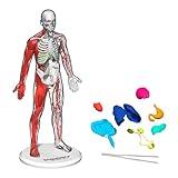 Discovery™ #Mindblown 3D Human Anatomy 28-Piece Biology Model with Glow-in-The-Dark Human Model, Hands on Learning, Age 8+