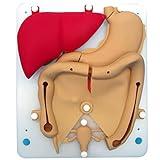Laparoscopic Surgery Training Module, Urinary System Silicone Organ Model, Silicone Organ 1: 1 Ratio,Organic silastic Model, Organic Flexible Realistic Hollow Model for Medical Students Practice
