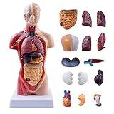 breesky 10.5inch Medical Torso Human Body Model Anatomy Doll 15 Removable Parts Education Organs Model for Teaching Study Class Students