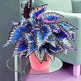 Rare Coleus Popular Ornamental Plant seeds Vibrant Foliage Easy to Maintain Adding Vibrant Accents to Gardens and Containers Used in Container Gardening,Hanging Baskets Outdoor 100Pcs by YEGAOL Garden