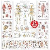 17 Human Anatomy Posters - Medical Posters, Circulatory, Skeletal, Male Reproductive, Female Reproductive, Muscular, Lymphatic, Nervous, Digestive, Endocrine, Respiratory, Urinary Systems, Anatomy of the Spine, Brain, Ear, Nose & Throat, Heart, Eye, Teeth, Models, Science Biology Health Posters for Classroom, Office, 18x30