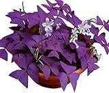Oxalis Triangularis 10 Bulbs - Purple Shamrocks Lucky Lovely Flowers Bulbs Grows Indoor or Outdoor