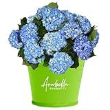 20 Shocking Blue Hydrangea Bulk Fresh Flowers | Arabella Bouquets | Real Fresh Flowers for Delivery, Gift for Birthday, Congratulations, Anniversary, Thank You, Wedding, DIY