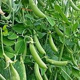 100 Seeds Sugar Ann Dwarf Pea Seed for Planting Sweet Snap Peas in Your Home Vegetable Garden - Non-GMO Heirloom Seeds