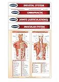 Chiropractic Medicine Guides - 4 Chart Bundle - Medical Quick Reference Guides by Permacharts