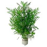 Live Aquarium Plants Hygrophila Difformis Bunch Water Wisteria Aquarium Plant Live PNF22