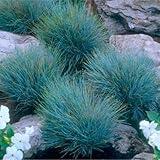 Combo 4 Fescue Blue Grass Live Plants in 4 Inches Pot, Oramental Grass for Gardening Lawn Patio, 2 Plants Per Pot