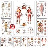 12 Human Anatomy Posters, Medical Posters, Circulatory, Skeletal, Male Female Muscular, Science Health Posters for Classroom, Office - Laminated 18x30