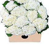 Blooms2Door 15 White Hydrangeas (Farm-Fresh, Naturally Colored, Premium Quality)