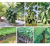 HIGH Germination Mix Papaya 50+ Seeds Đu Đủ Dwarf and Long Non GMO Heirloom - Very Fresh, Rare, Organic, High Yielding, Fast-Maturing and Sweet Flavor - Compact Size for Small Spaces