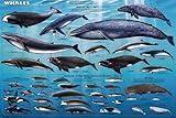 Whales Sealife Mammals Educational Science Ocean Class Chart Print Poster 24x36