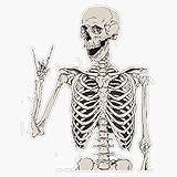 MAGNET Skeleton Magnetic Vinyl Sticker Decal Magnet 5"
