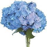 Blooms2Door 15 Blue Hydrangeas (Farm-Fresh, Naturally Colored, Premium Quality)