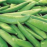 280 Sugar Ann Snap Pea Seeds for Planting Heirloom Non GMO 2 Ounces of Seeds Garden Vegetable Bulk Survival