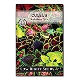 Sow Right Seeds - Coleus Rainbow Mix Seeds for Planting - Beautiful Flowers to Plant in a Home Garden - Indoors or Outdoors - Non-GMO Heirloom Seeds - Attractive & Colorful - Great Gardening Gift (1)