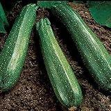 Park Seed Spineless Beauty Hybrid Zucchini Squash Seeds – Open-Habit Plants for Easy Harvesting, Smooth Medium Green Fruits with Minimal Spines, Fast Maturing and Productive, Easy to Grow, Pack of 20