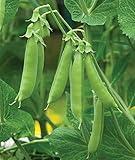 Burpee Sugar Snap Pea Seeds 300 seeds