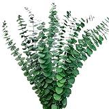 Kocat 12PCS Preserved Natural Eucalyptus Stems - Realistic Dried Eucalyptus Plant, Vase Filler, Shower Diffuser and Home Decor - Fresh Greenery, Perfect for Shower Hanging