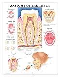 Anatomy of the Teeth Anatomical Chart