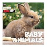 RED EMBER Signature - Baby Animals 2025 Wall Calendar 12 Month | 12" x 24" Open | Thick & Sturdy Paper | Giftable | Calendar 2025