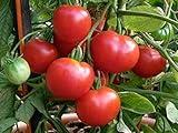 Polar Beauty Tomato Seeds - Developed in Alaska for Colder climates.(50 - Seeds)