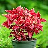 SEBIOLA Coleus Seeds for Planting - 1000 Premium Non-GMO Red Coleus Seeds, Ideal for Indoor& Outdoor Gardening, Vibrant Ornamental Plants for Pots, Borders, Landscape Decoration