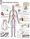 The Endocrine System chart: Wall Chart