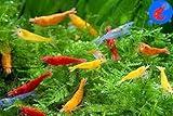 Generic Shrimp Up Aquatics™ 20+ Mixed Color Neocaridina Shrimp Live Freshwater Shrimp Aquarium Inverts Live Arrival Gaurantee!, Mixed