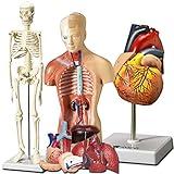 Evviva Sciences Human Heart, Torso, and Skeleton Models - Hands-On 3D Model Study Tools for Anatomy and Physiology Students with Anatomical Guide Booklet, Learning + Educational Kit