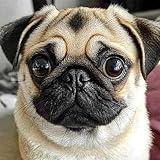 pigpigboss Cute Pug Diamond Painting Kit, 5D Full Diamond Art Dog, Pug Face Paint with Diamonds Arts Crafts Kit Crystal Drill Animal Diamond Dots for Adult Beginner Home Decor (12 x 12 inches)
