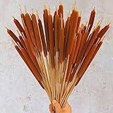Dried Natural Brown Cattails Flowers - 20PCS Real Broadleaf Pencil Cattail Stems Bundles, 17'' Bulrush Plants Dry Flower for DIY Floral Arrangements, Wedding Home Office Gardens Decor