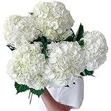 5 White Hydrangeas Fresh Cut Flowers Gifts for Birthday Anniversary Friendship and Love DIY Flower Arrangement