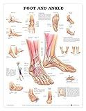 Foot and Ankle Anatomical Chart