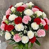 KaBloom PRIME NEXT DAY DELIVERY - Summer Collection - 50 Assorted Carnation. Gift for Birthday, Anniversary, Get Well, Thank You, Valentine, Mother’s Day Fresh Flowers