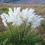2 White Pampas Grass Plants Live from 4 Inches Long, Live Pampas Grass Ornamental Grass Live Plant Gardening, White Grass Tree Live Plant
