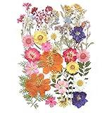 17 Types 48PCS Real Dried Pressed Flowers Leaf Plant Herbarium for DIY Resin Jewelry Making Floral Decors(Colorful)