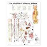 ACC The Autonomic Nervous System Anatomical Chart