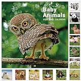 2025 Calendar - 12 Month Baby Animals Wall Calendar 2025 from January 2025 - December 2025, 12 x 12 inches, Thick & Sturdy Paper, 12" x 24" (Open), Perfect Calendar for Organizing & Planning