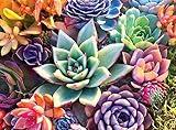 Buffalo Games - Simple Succulent - 1000 Piece Jigsaw Puzzle