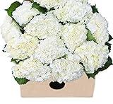 15 White Hydrangeas (Farm-Fresh, Naturally Colored, Premium Quality - Holidays Collection - Bloom2Door Prime Next Day - Gift for Birthday,Thank You, Valentine, Mother’s Day Fresh Flowers